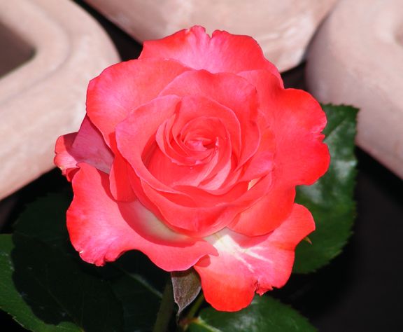 First n Foremost photo fnf2013_06200023_zpsce3ffe34.jpg